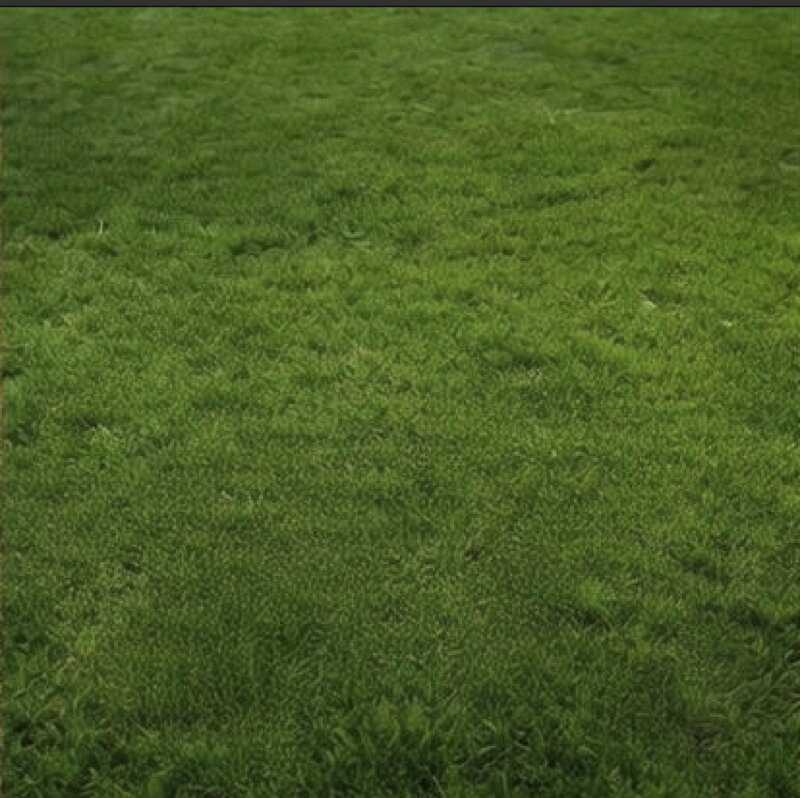 Spring Recovery - After lawn care