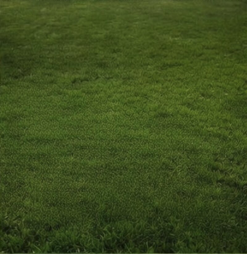 Weed Control - After lawn care