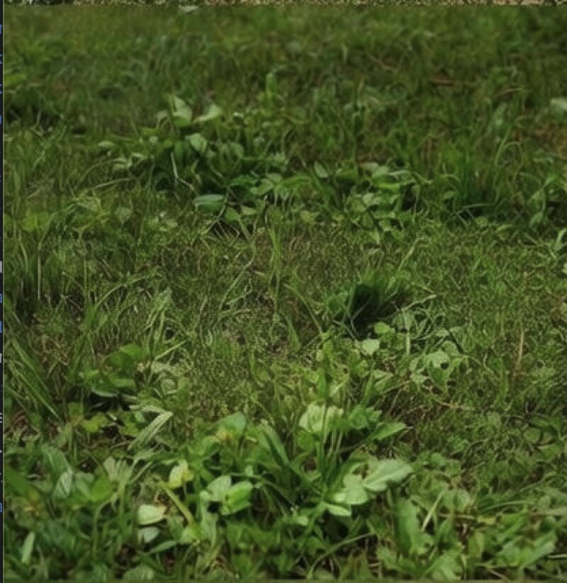 Weed Control - Before lawn care