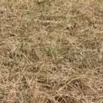 The Impact of Drought on your Lawn