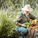 vegetable garden in Boise