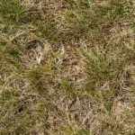 Common Lawn Diseases