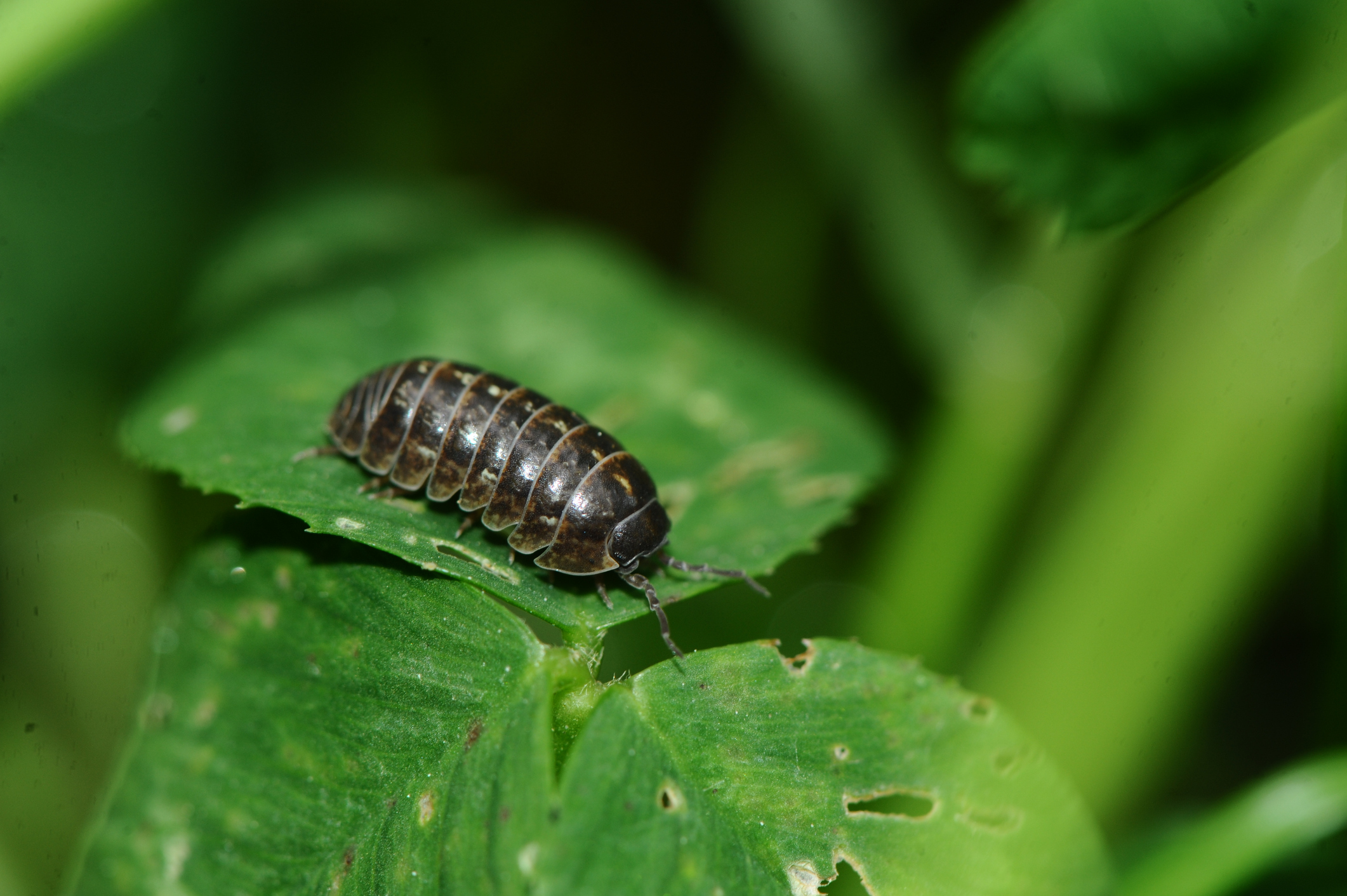 How To Get Rid Of Pill Bugs In Your House