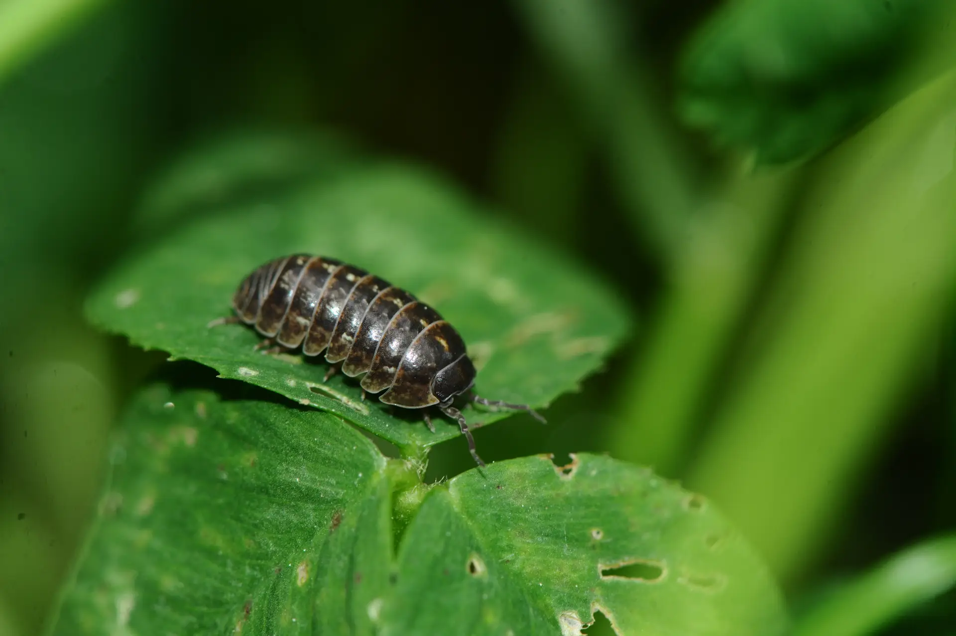 how-to-get-rid-of-pill-bugs-a-complete-guide