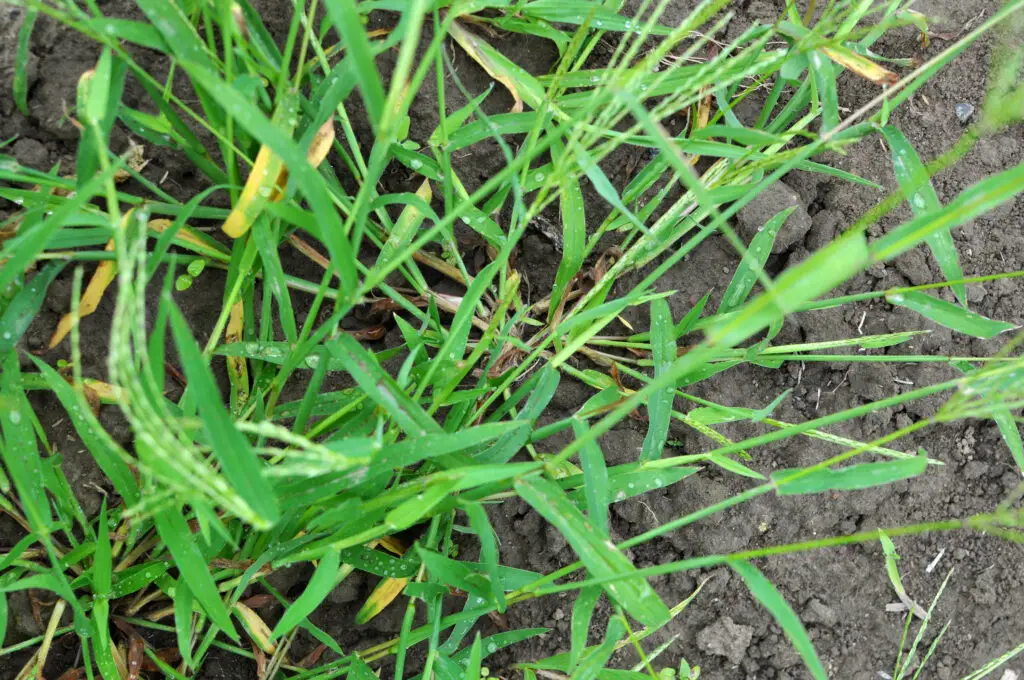 Image of Crab Grass