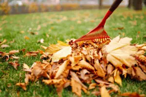 Yard Cleanup Services