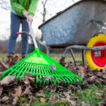 yard cleanup