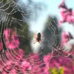 Effective Spider Barrier Solutions for Your Home and Garden