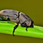 Effective Billbug Control: The Ultimate Guide for a Healthy Lawn