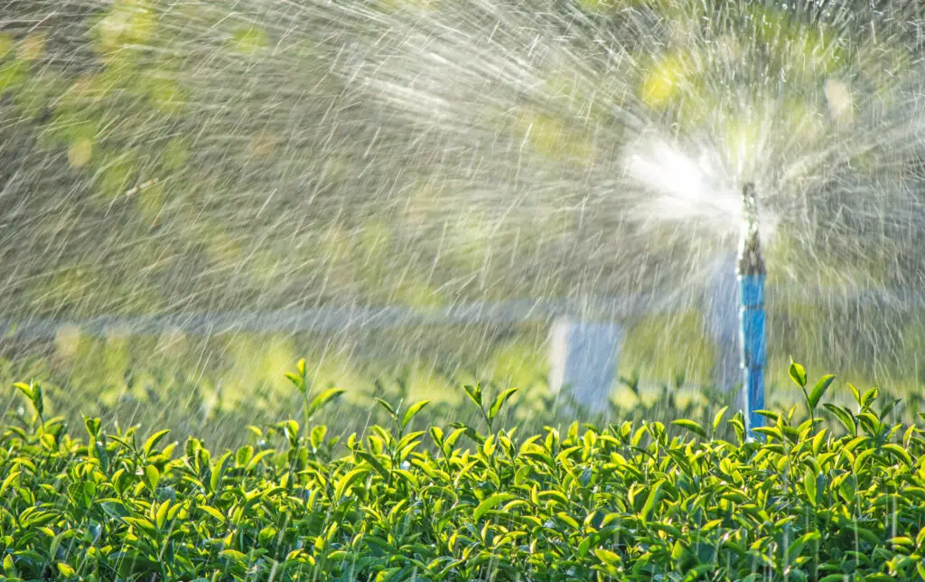 Sprinkler Blowouts Near Me