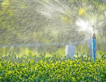 Sprinkler Blowouts Near Me